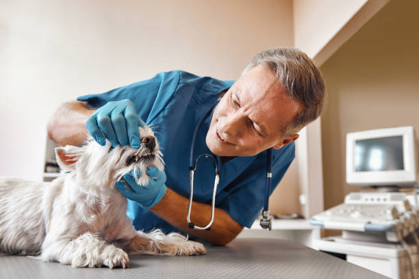 Best Emergency Dental Care for Broken or Chipped Teeth in Modesto, CA